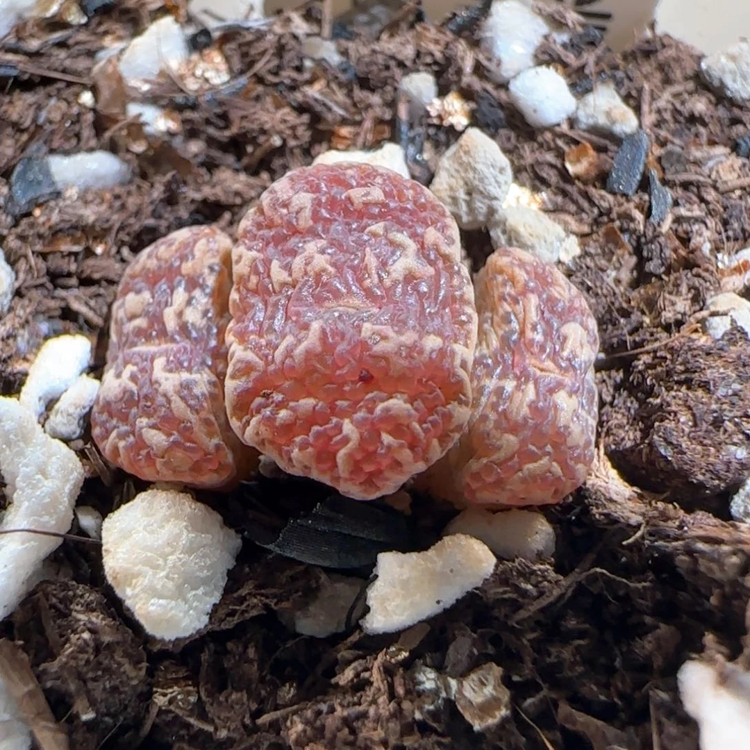 肉锥多肉植物百科801