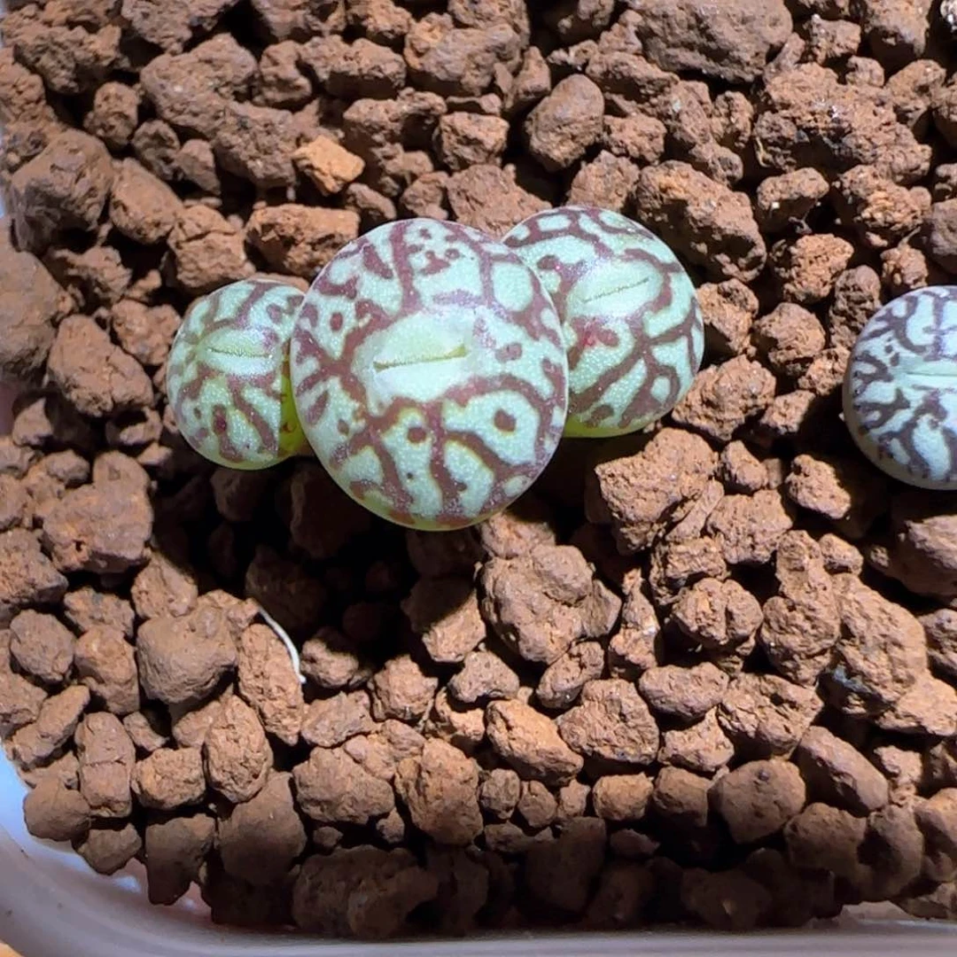 肉锥多肉植物百科-rr714墨168