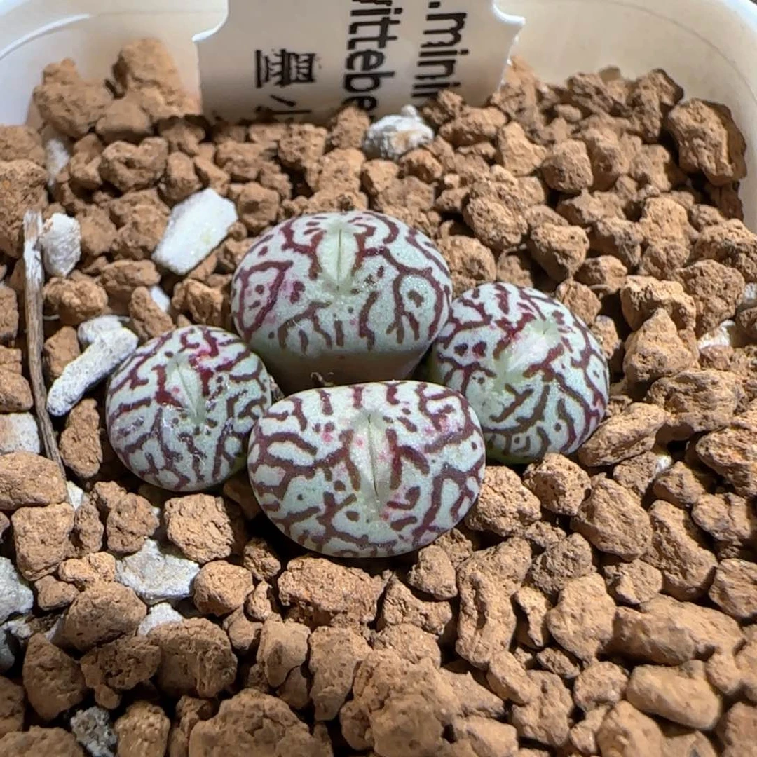肉锥多肉植物百科616