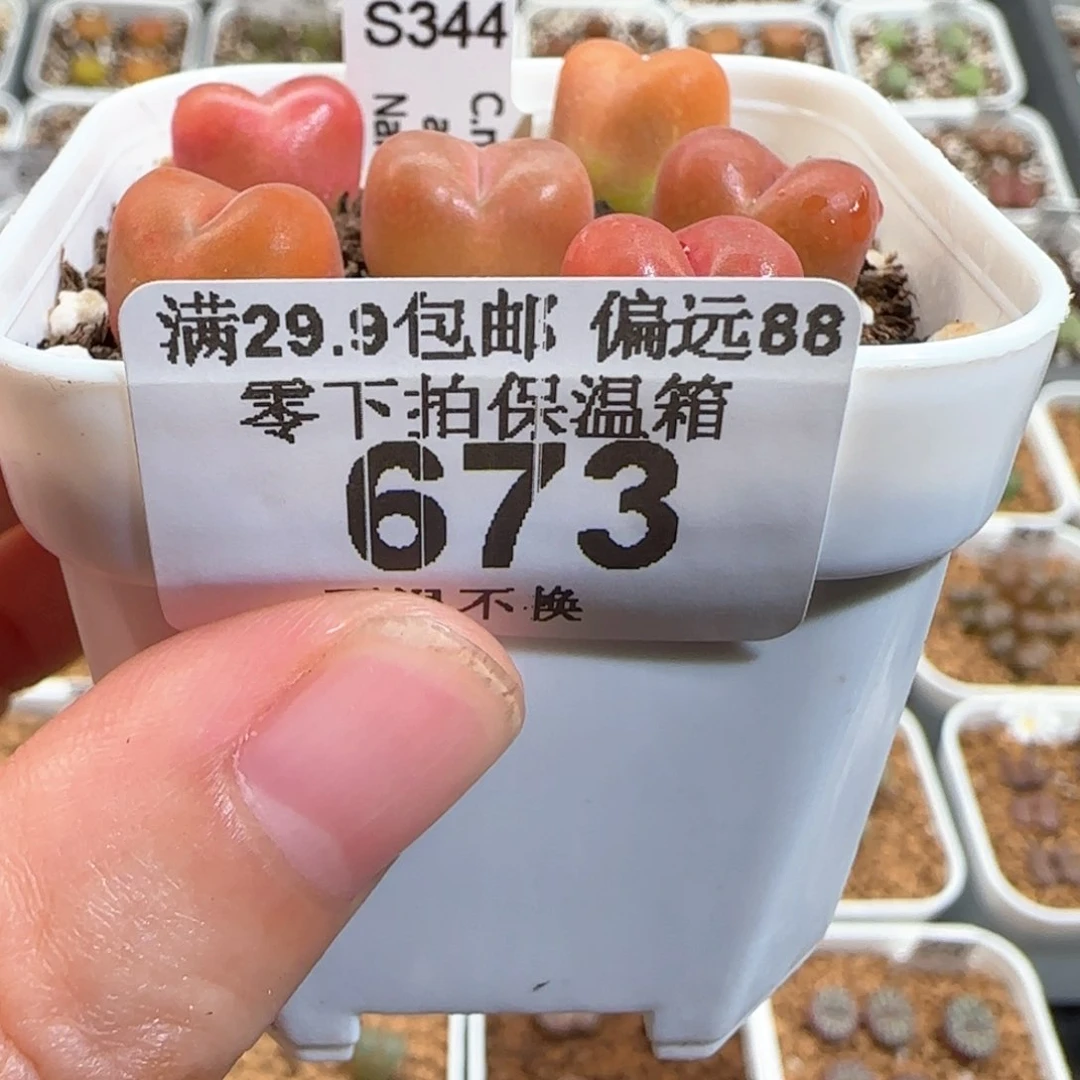 肉锥多肉植物百科婉*673