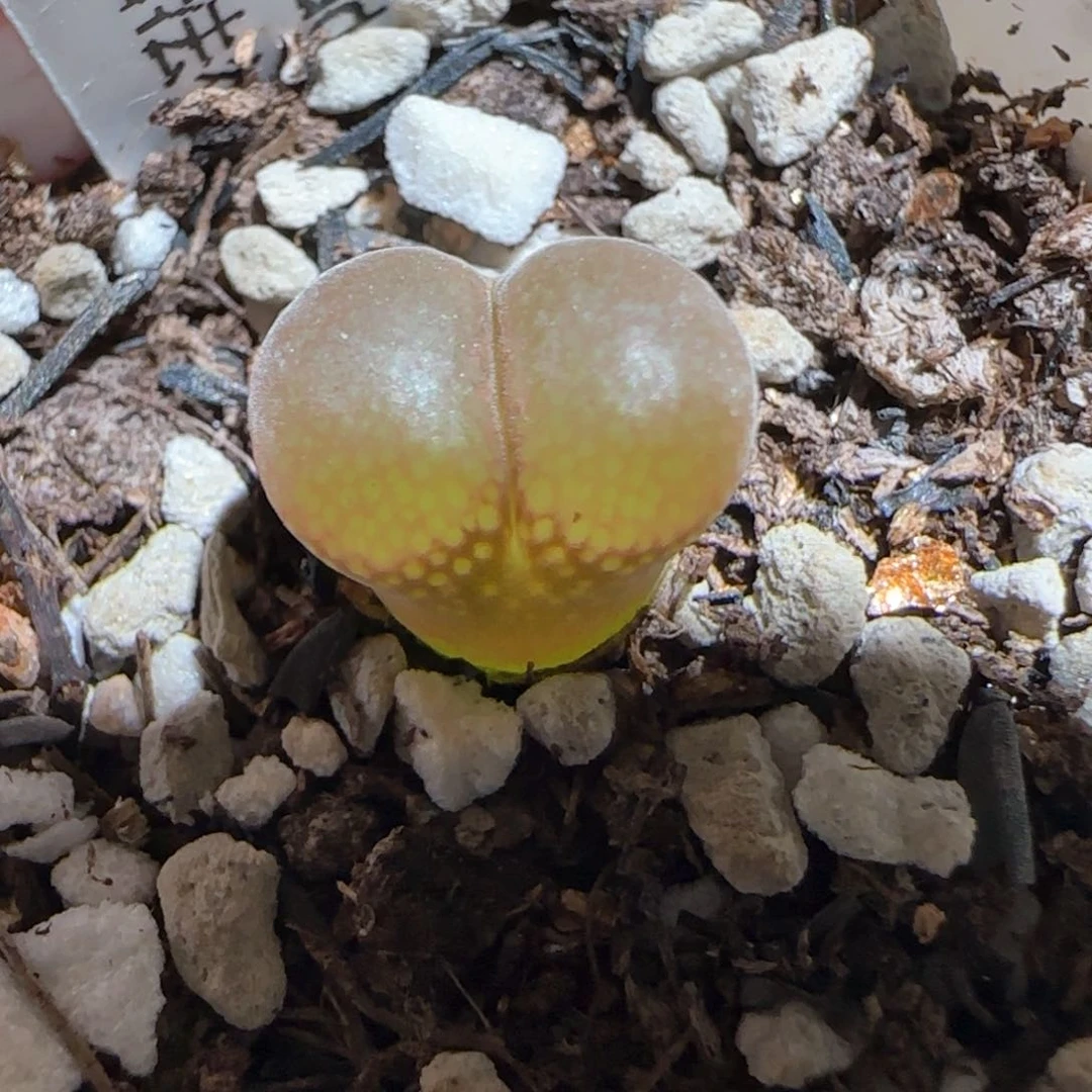 笨**?肉锥多肉植物百科-257