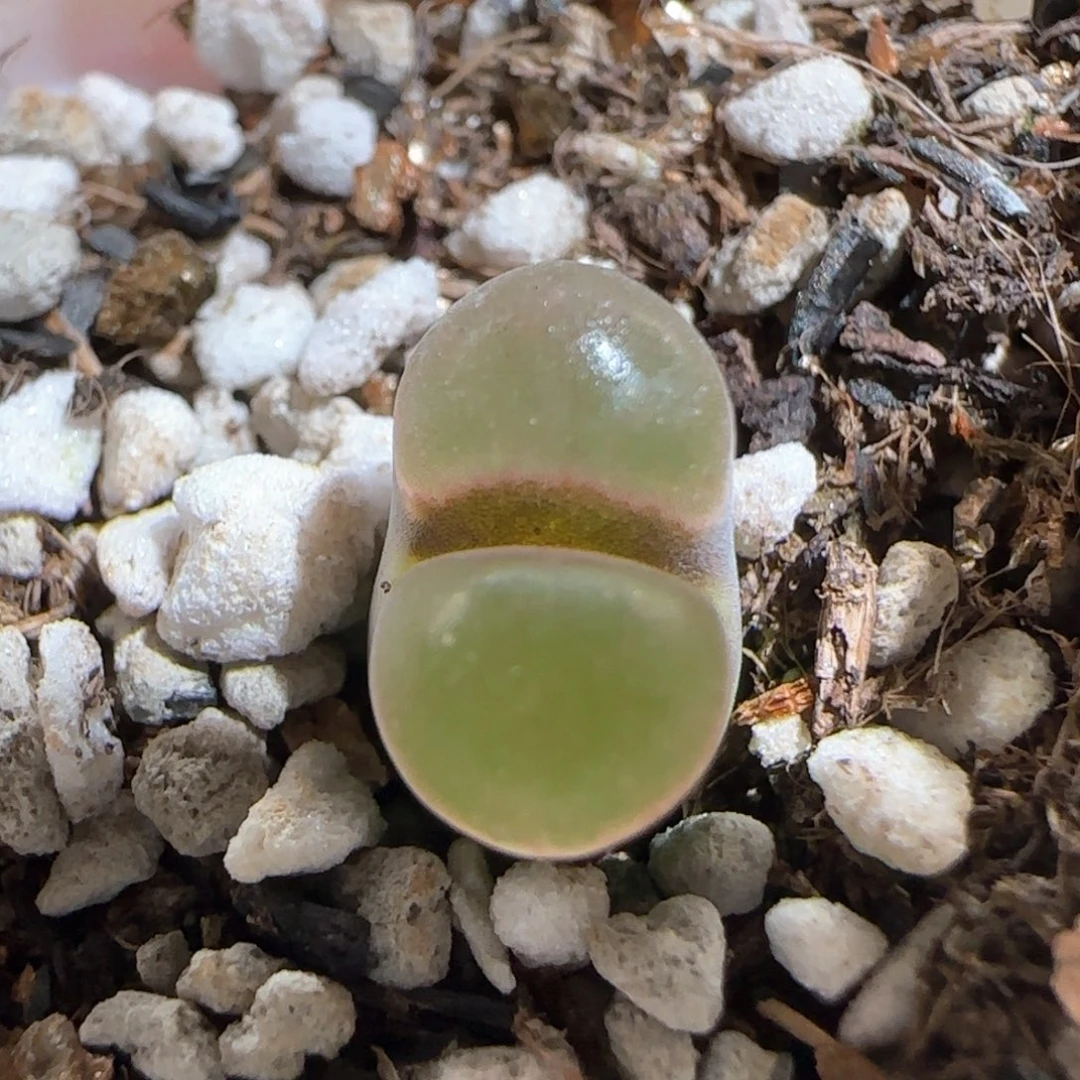 肉锥多肉植物组合489