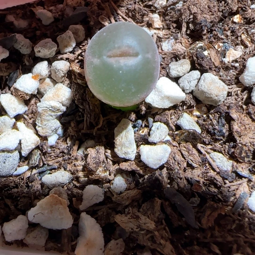 肉锥多肉植物百科-安格1744