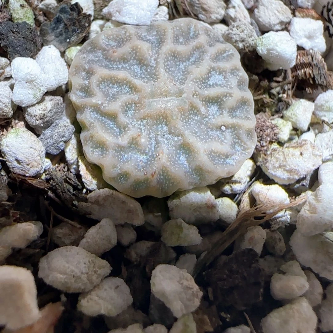 肉锥多肉植物百科-超烧535