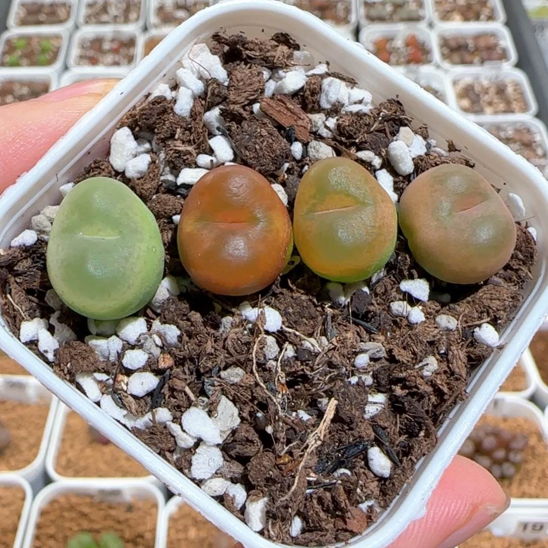 肉锥多肉植物百科126一盆