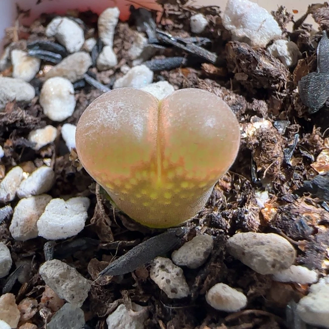 肉锥多肉植物百科699
