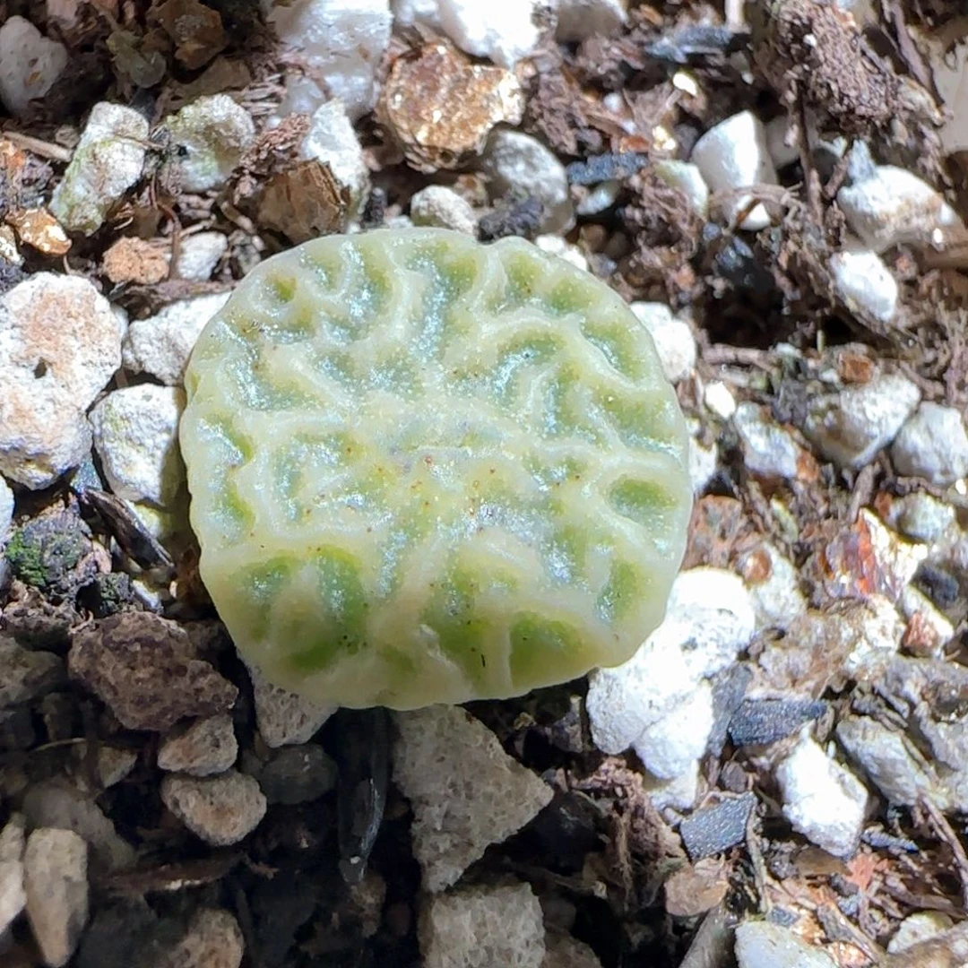 肉锥多肉植物百科688