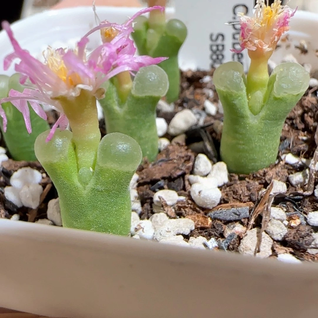 肉锥多肉植物百科-极窗一盆5颗1277