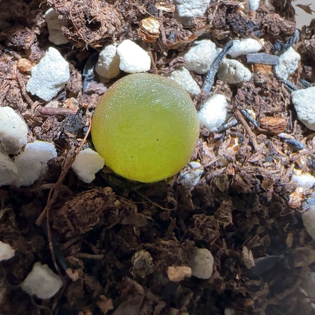 肉锥多肉植物百科450