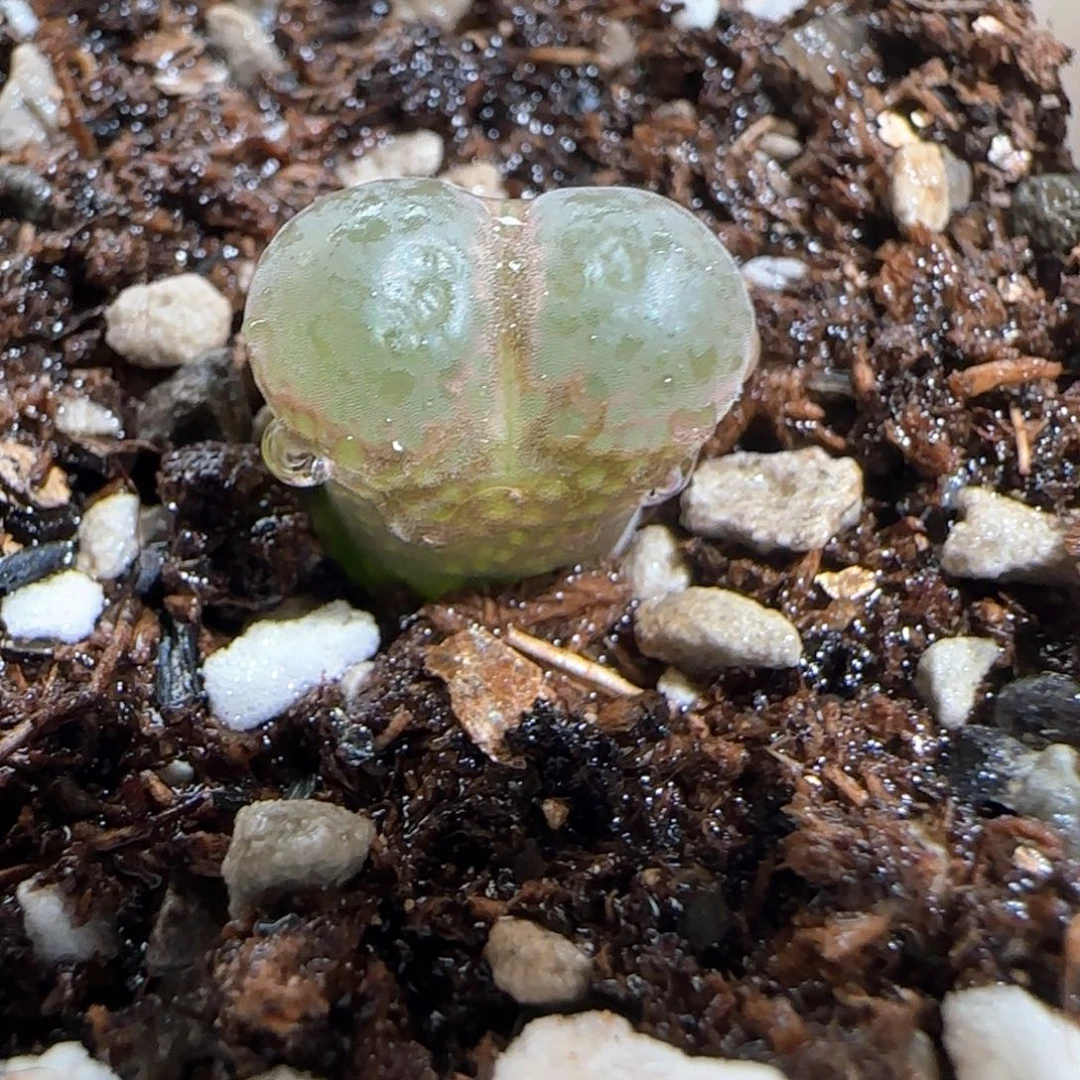 肉锥多肉植物百科659