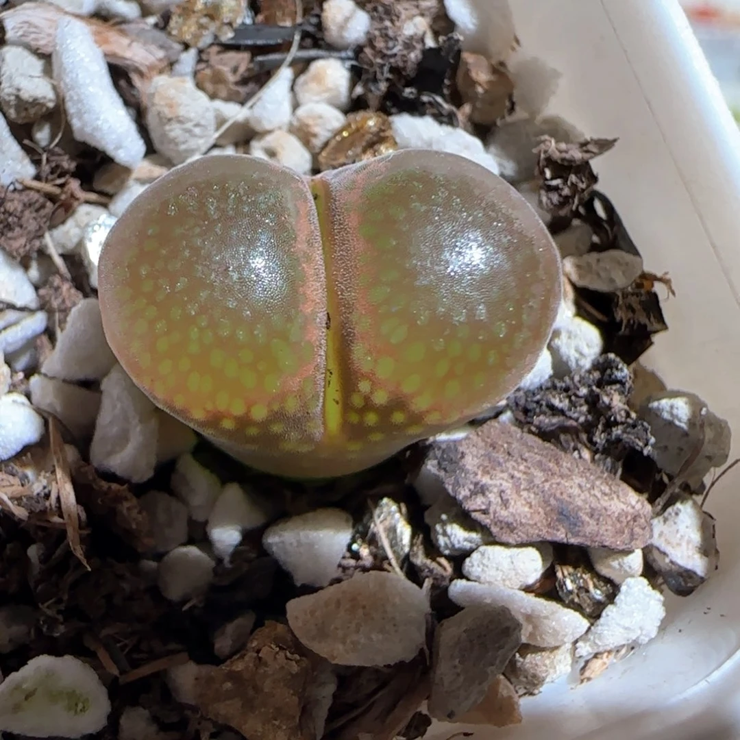 肉锥多肉植物百科1699