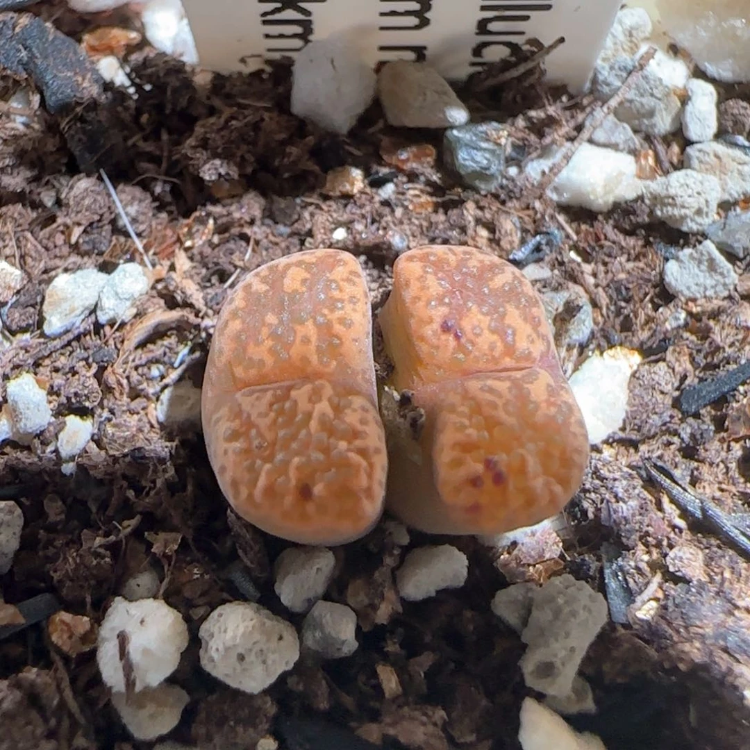 肉锥多肉植物百科279
