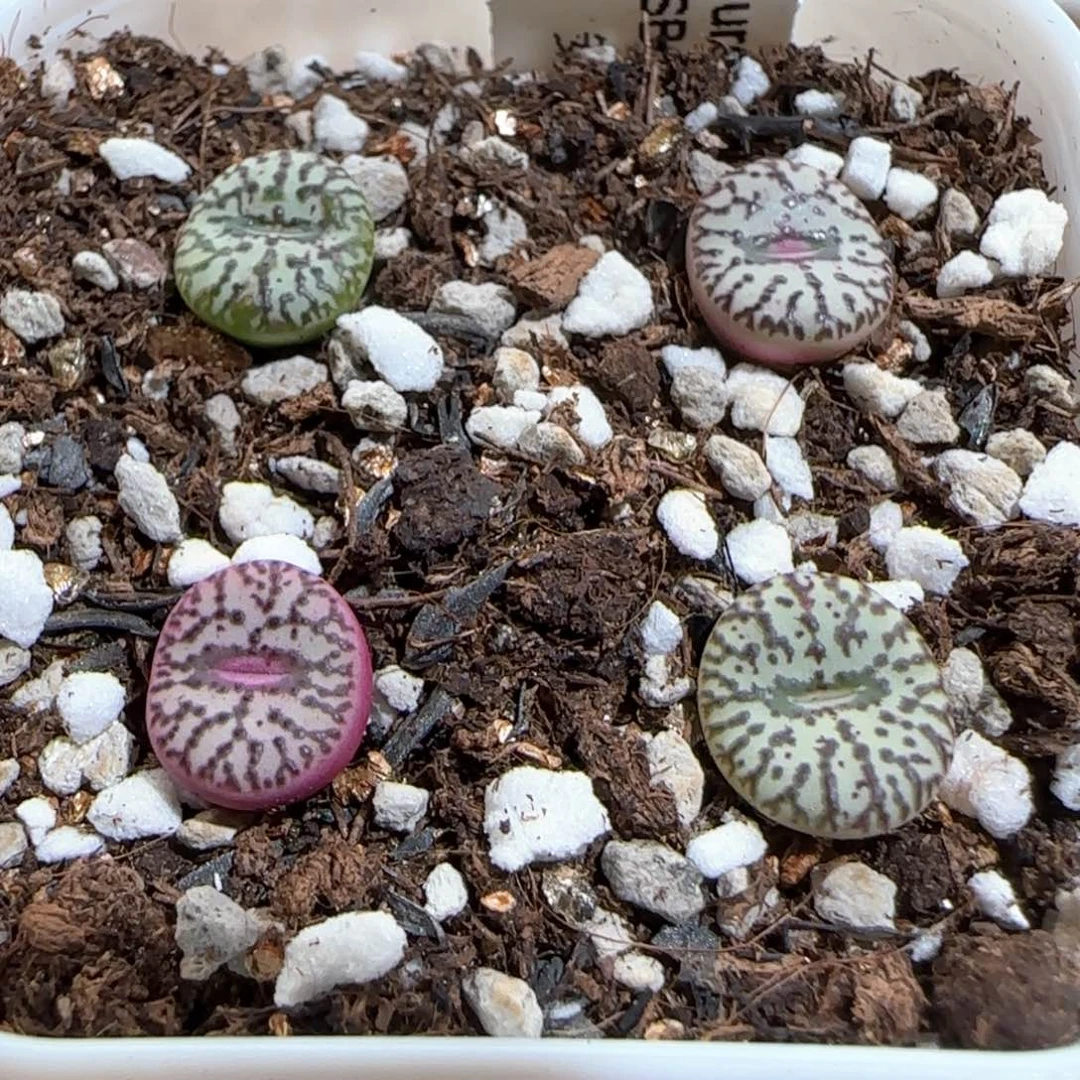 肉锥多肉植物百科848一盆