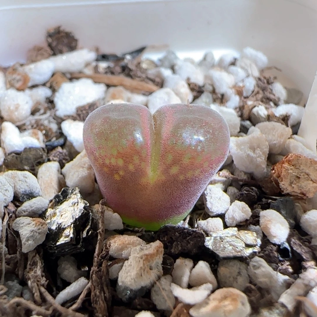 肉锥多肉植物百科748