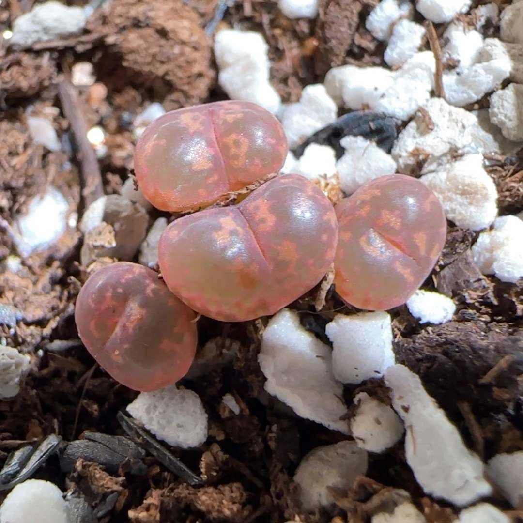 肉锥多肉植物百科742