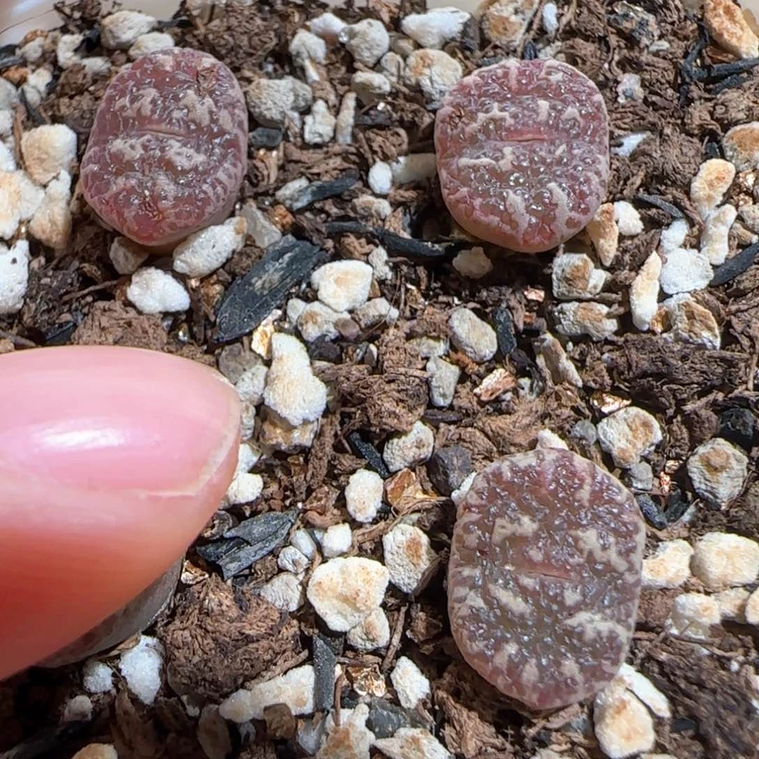 肉锥多肉植物百科1666一盆