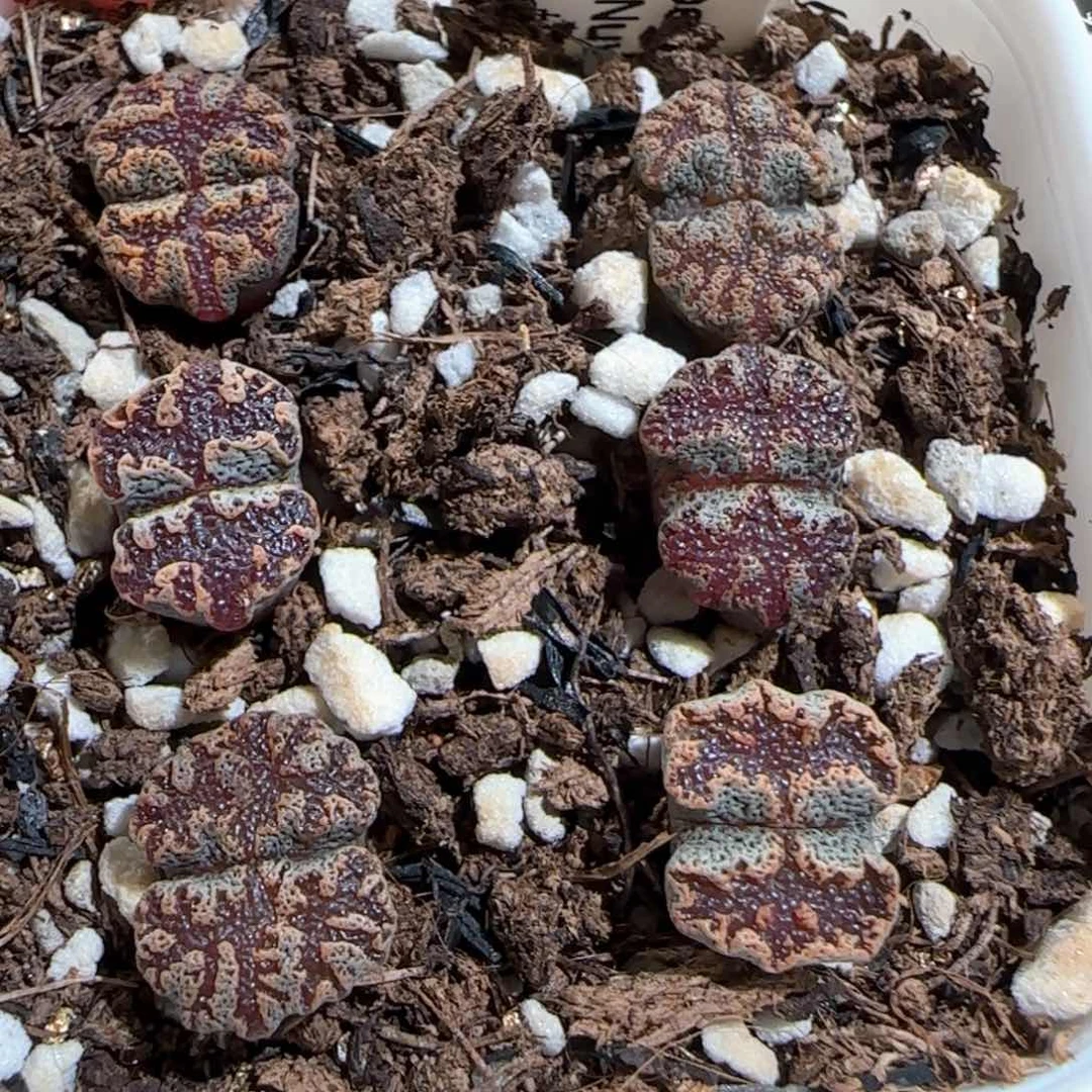 肉锥多肉植物百科608一盆