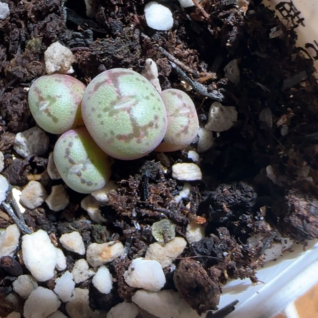 肉锥多肉植物百科-超级绒面猴面649