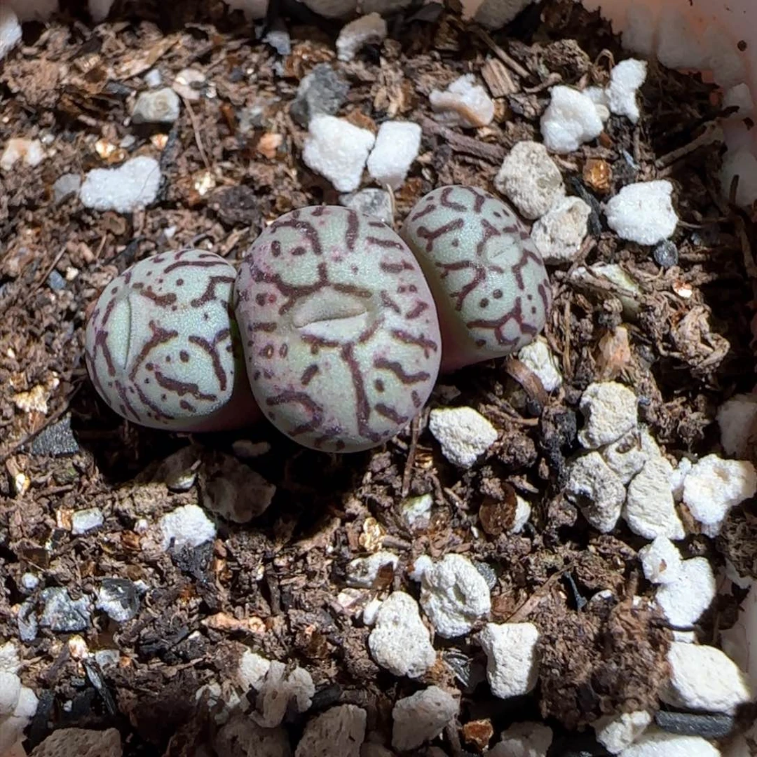 肉锥多肉植物百科-福利1463