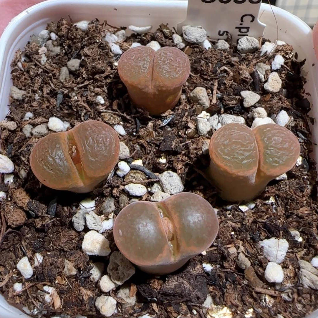 肉锥多肉植物百科-帕法德一盆有疤1687