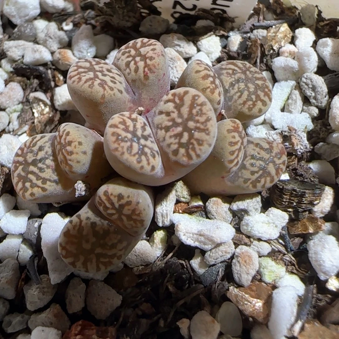 肉锥多肉植物百科179