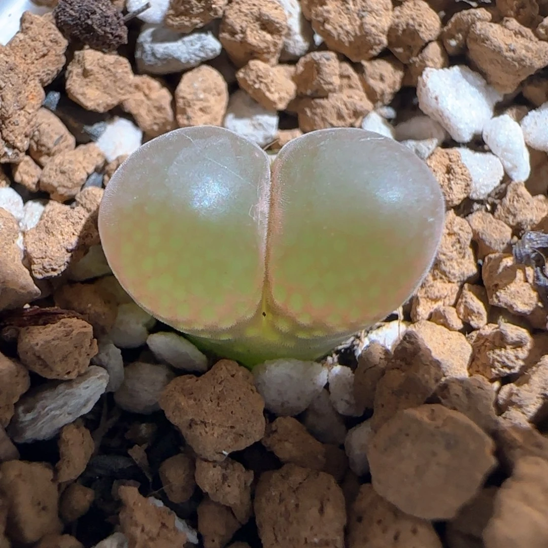 肉锥多肉植物百科594