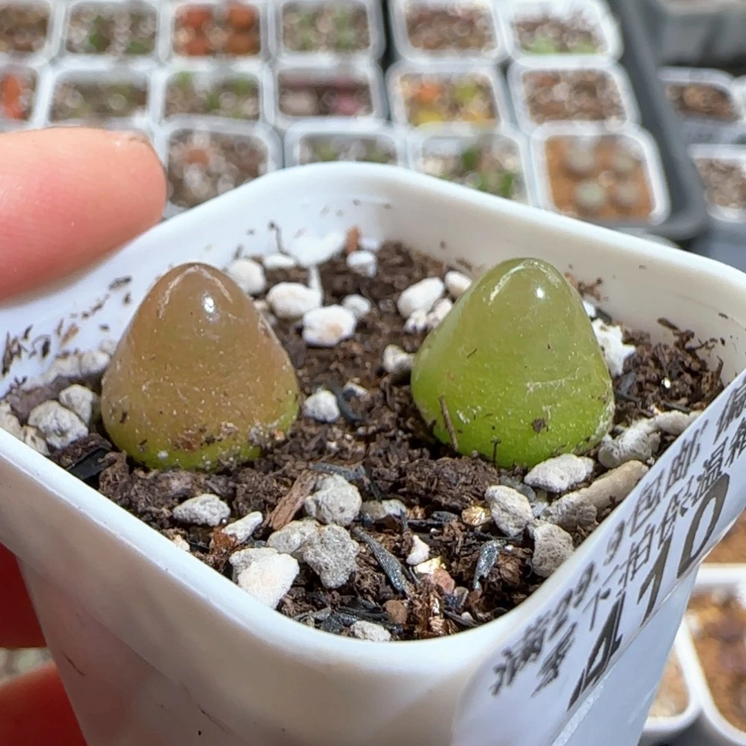 肉锥多肉植物百科410