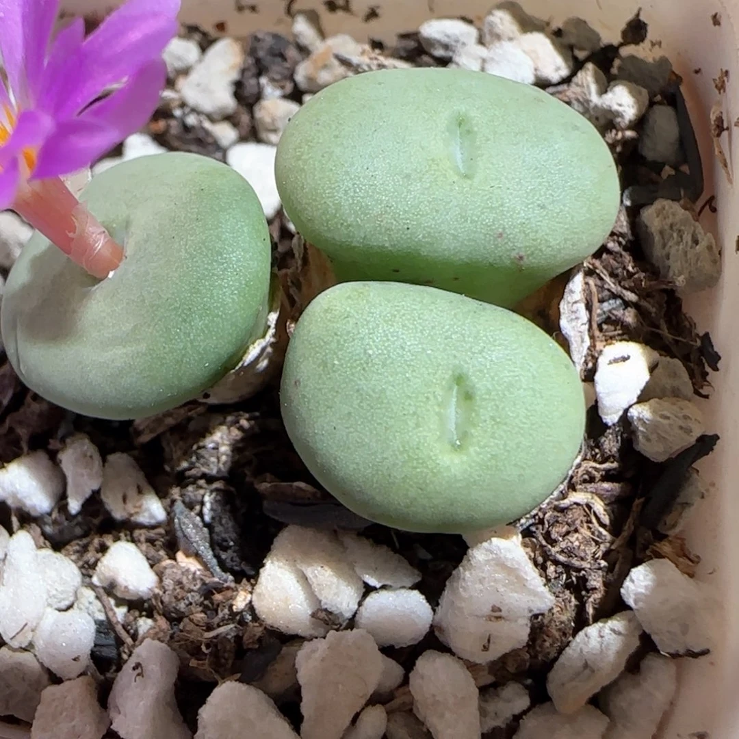 l****u肉锥多肉植物百科-392