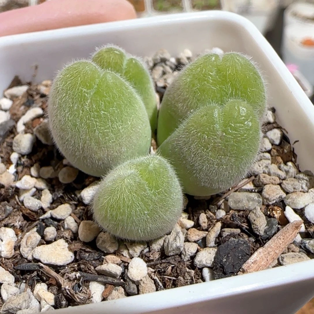 肉锥多肉植物百科-长毛翠滴657