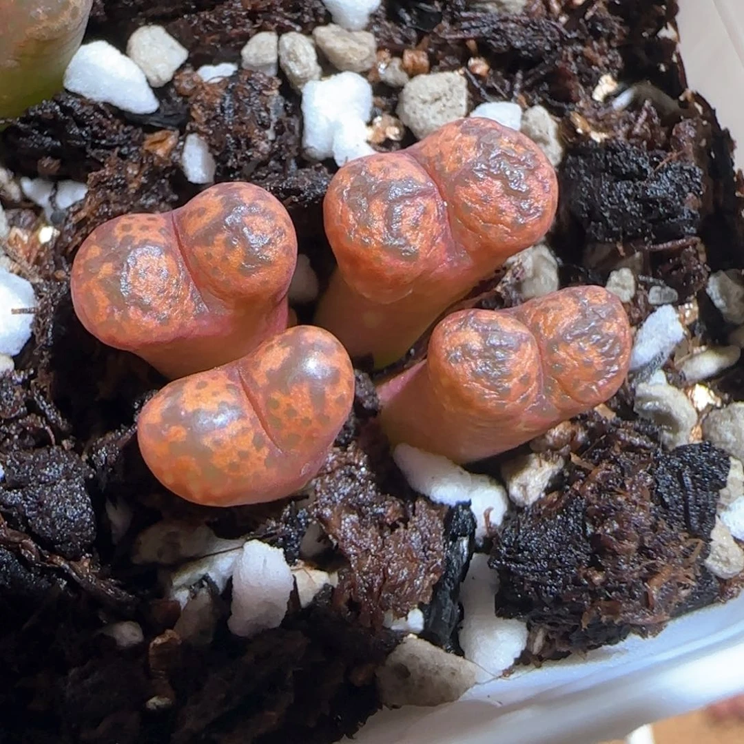 肉锥多肉植物百科1635