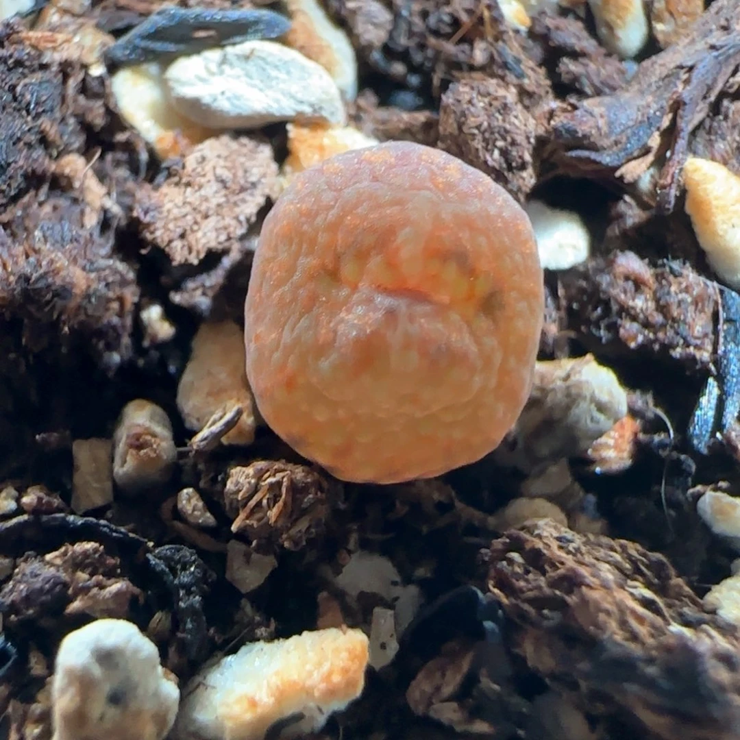 肉锥多肉植物百科723