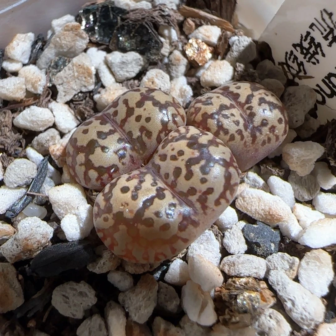 肉锥多肉植物组合454