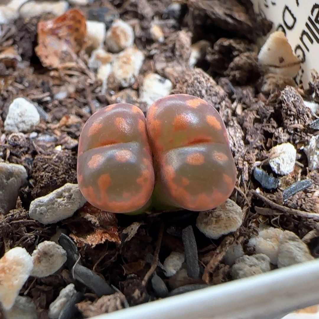 肉锥多肉植物百科835