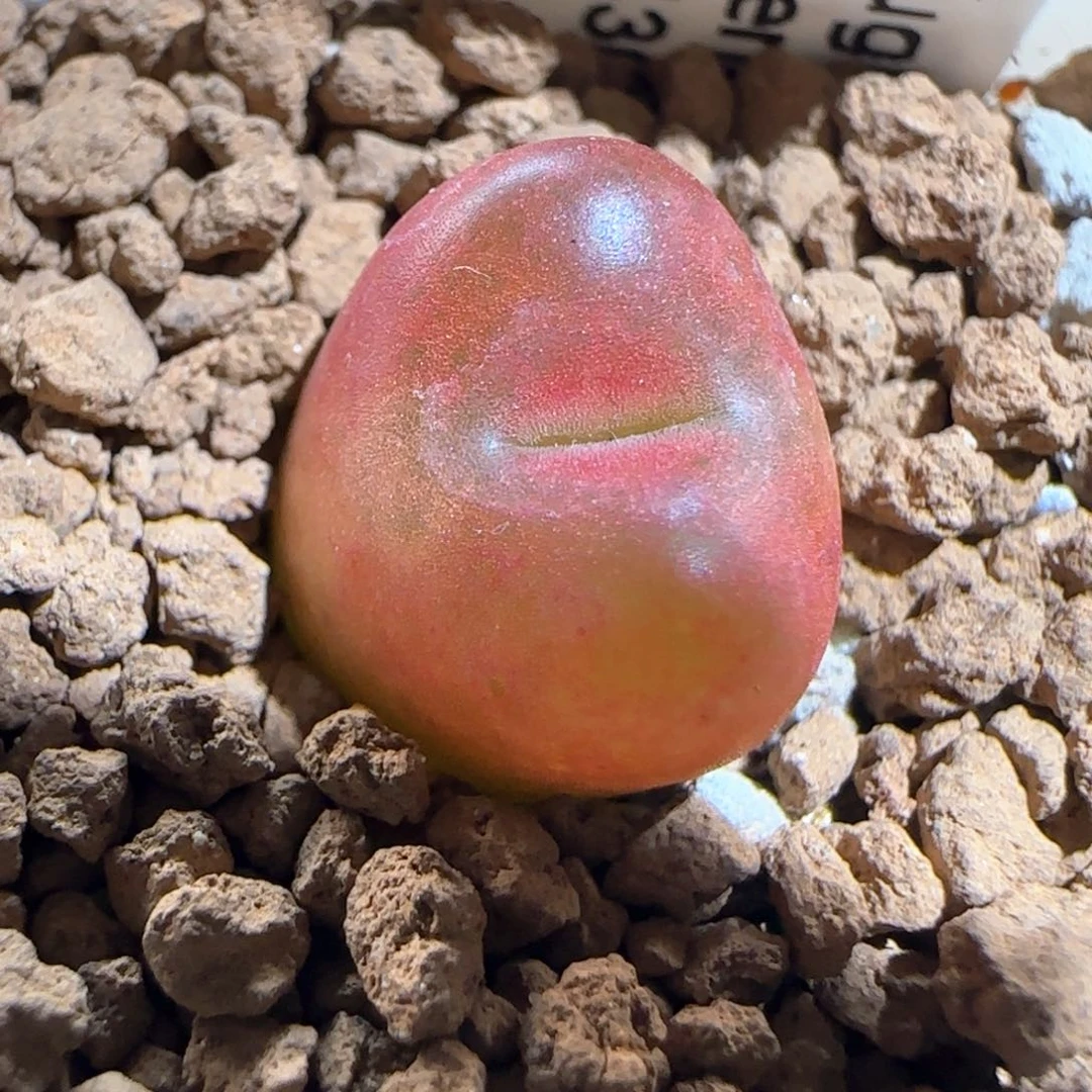 肉锥多肉植物百科669