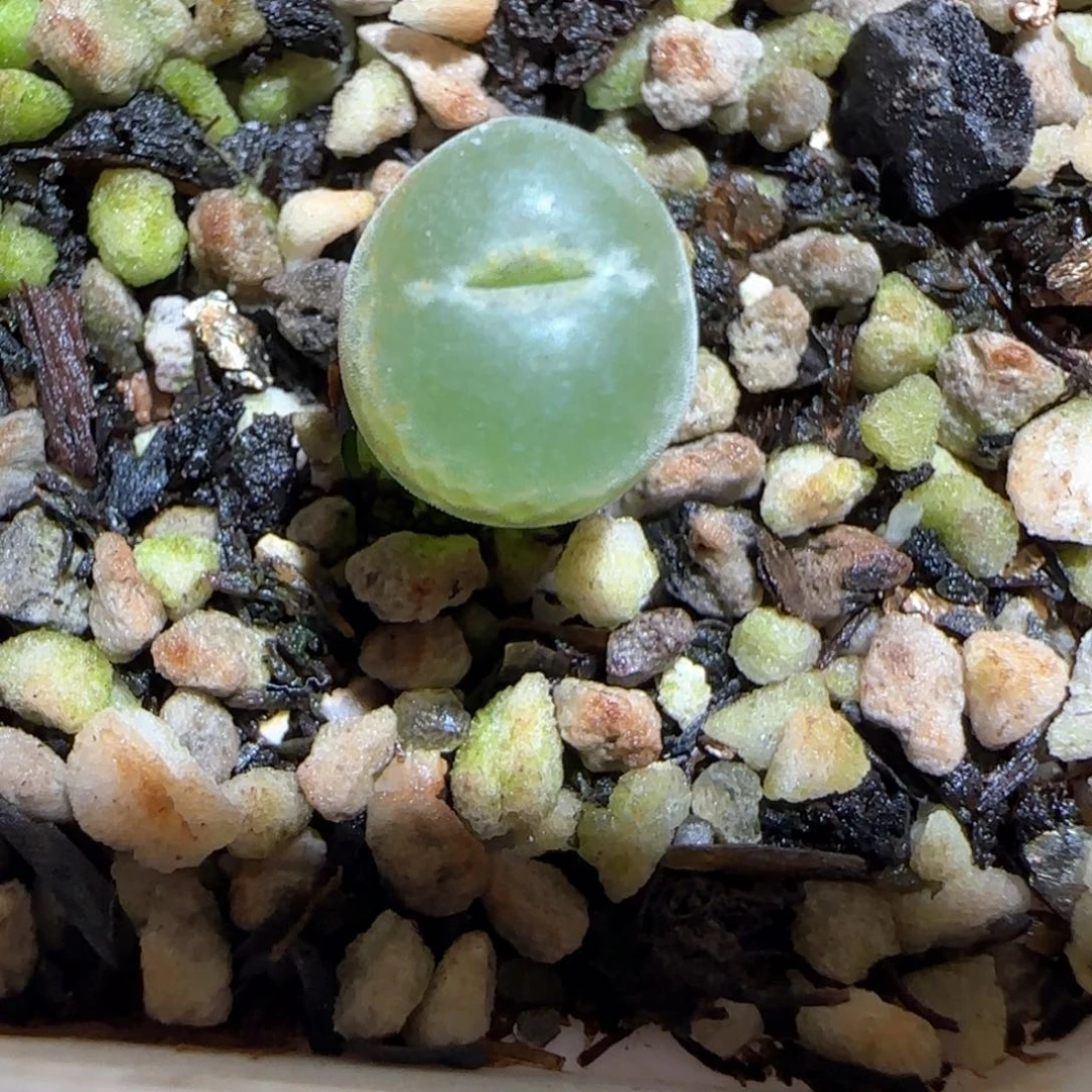 肉锥多肉植物百科-安格138