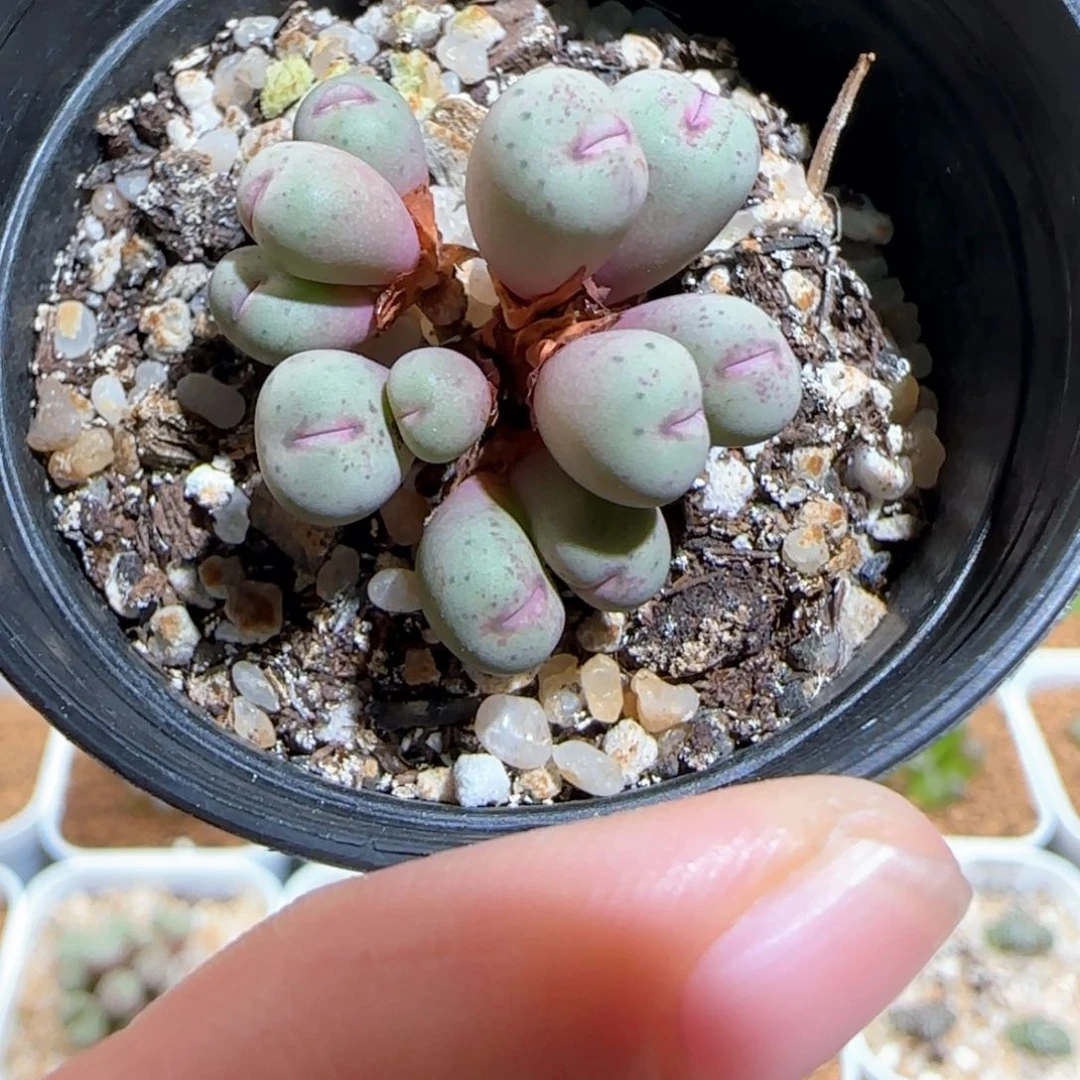 伏**临肉锥多肉植物百科460