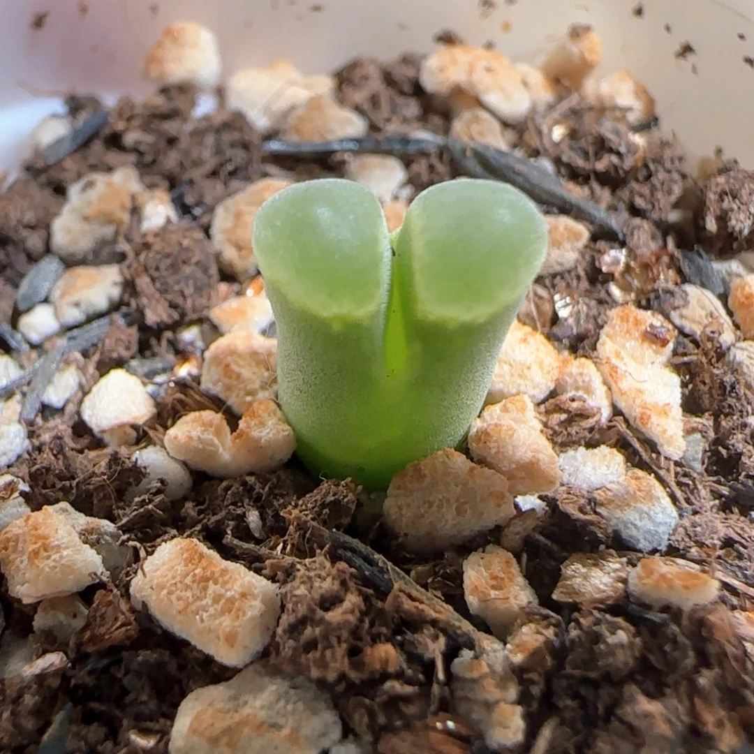 肉锥多肉植物百科189