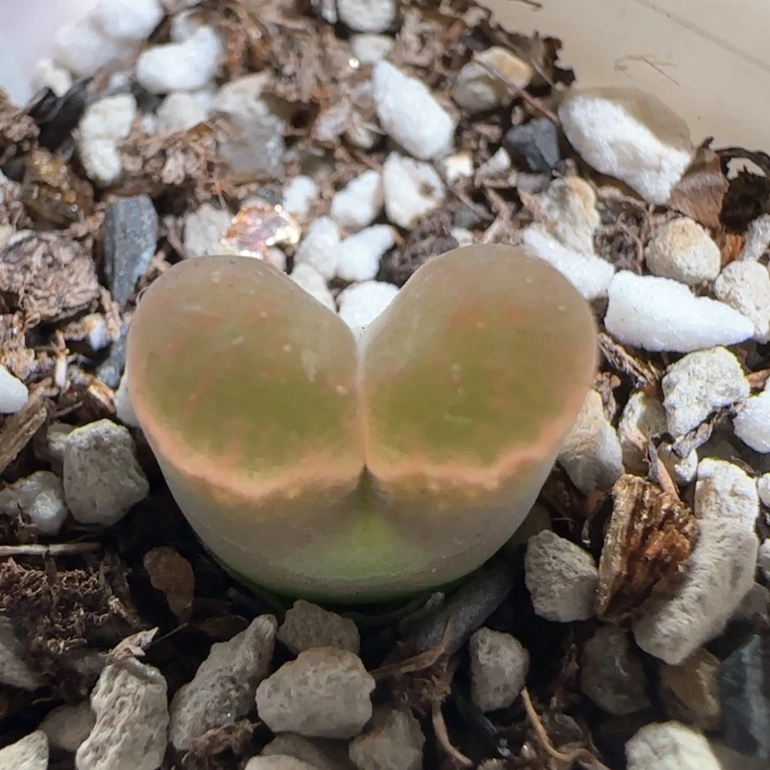 肉锥多肉植物百科837