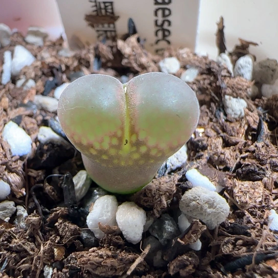 肉锥多肉植物百科784