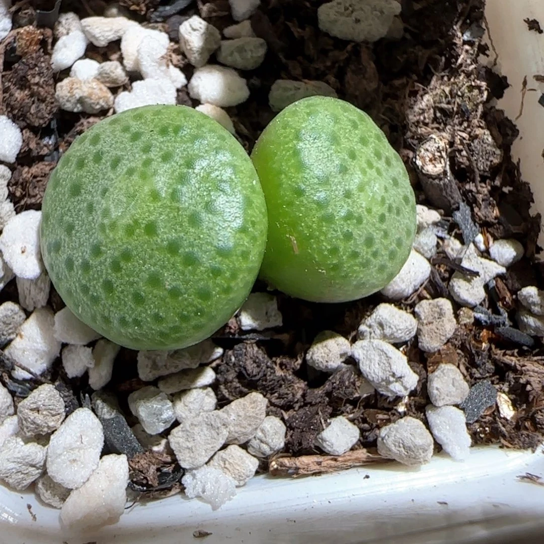 肉锥多肉植物百科634