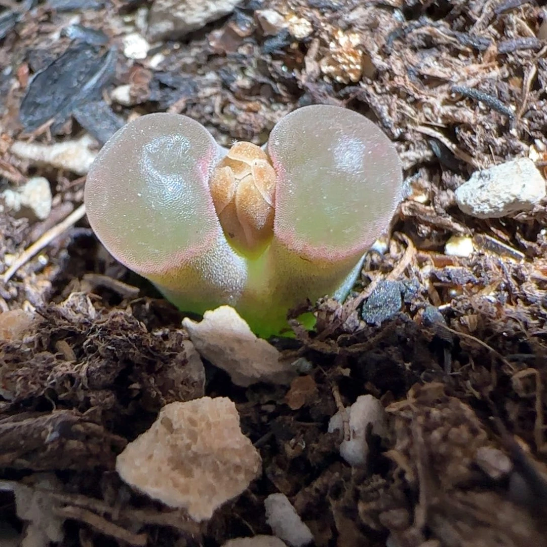 肉锥多肉植物百科-磁铁812