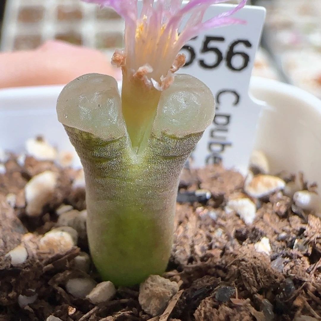 肉锥多肉植物百科-极窗912