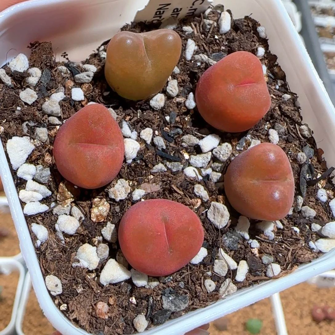 肉锥多肉植物百科1668一盆