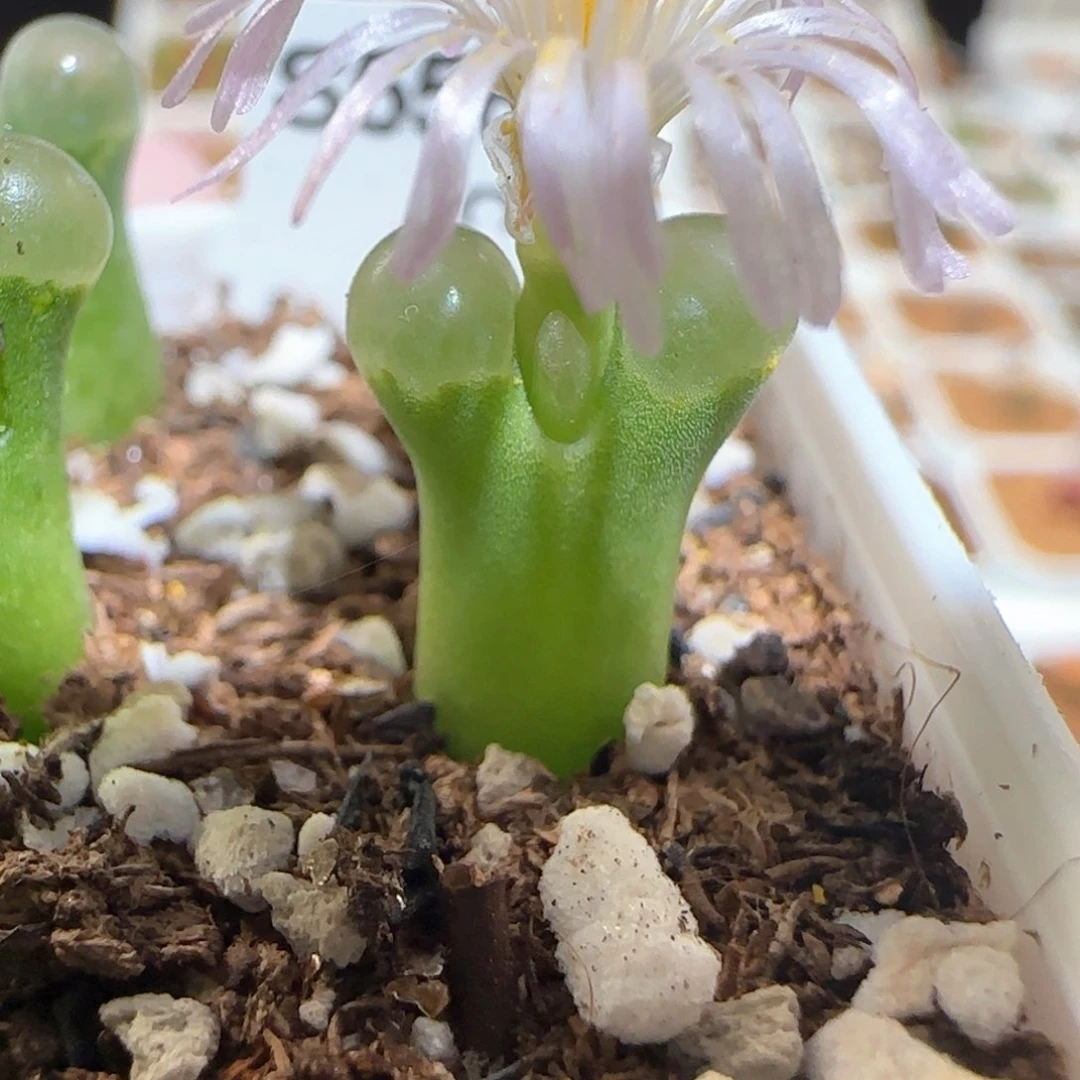 肉锥多肉植物百科-极窗984