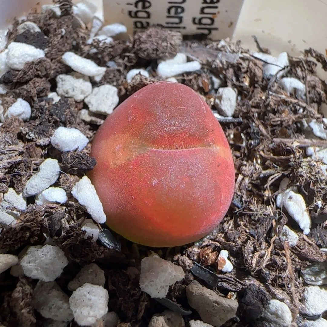 肉锥多肉植物百科93