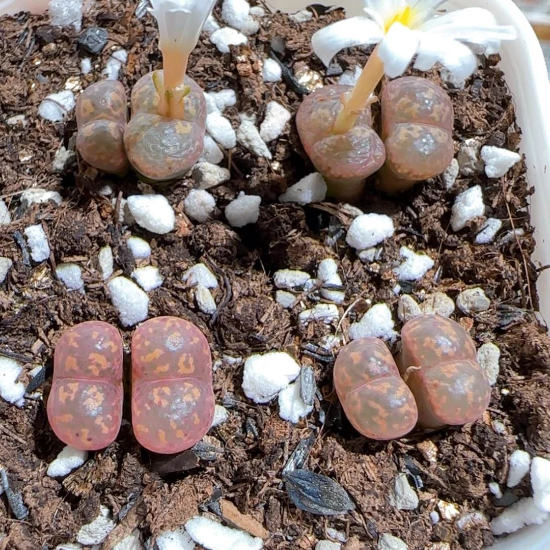 肉锥多肉植物百科681一盆