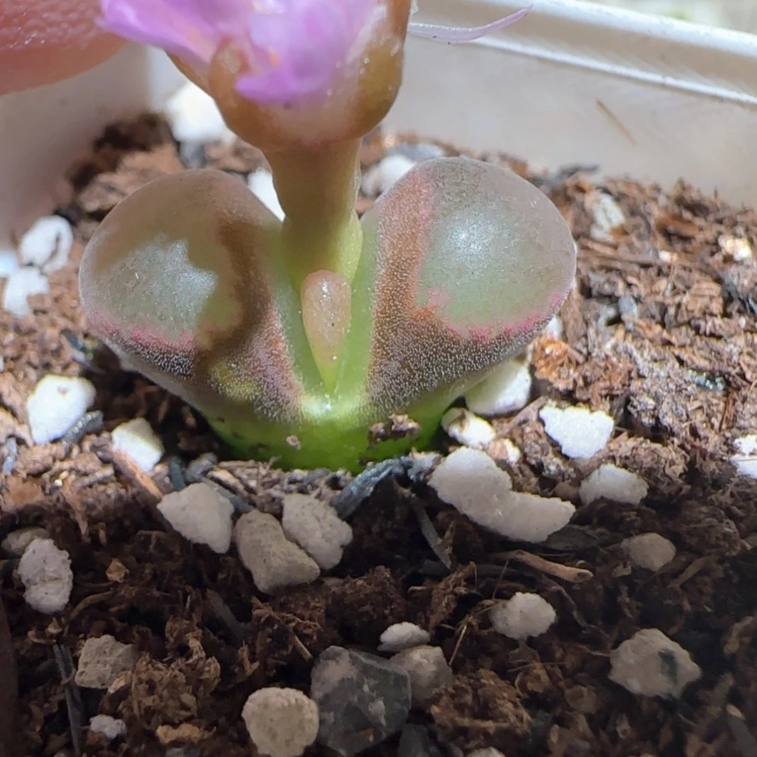 肉锥多肉植物百科-磁铁1199