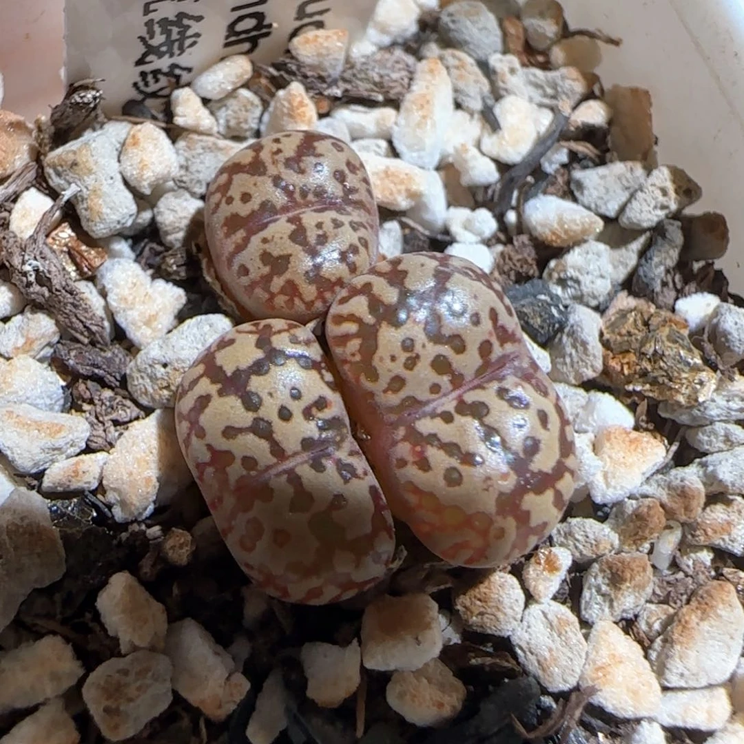 肉锥多肉植物百科203