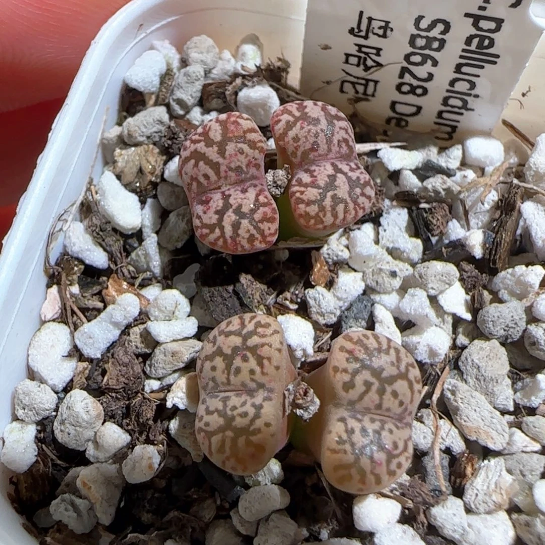 肉锥多肉植物百科38
