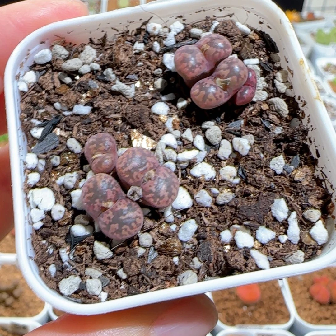 肉锥多肉植物百科1592一盆